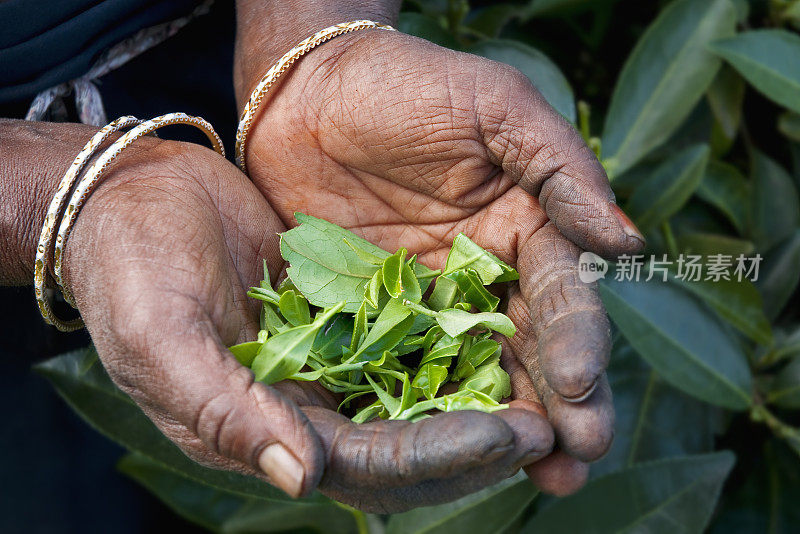 采茶工人手拿茶叶。Nuwara Eliya，斯里兰卡